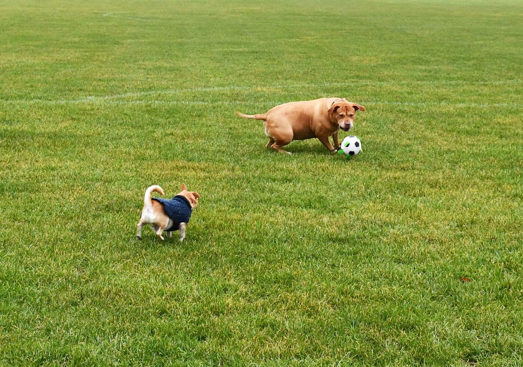 Gioco Soccer Dog Ball 