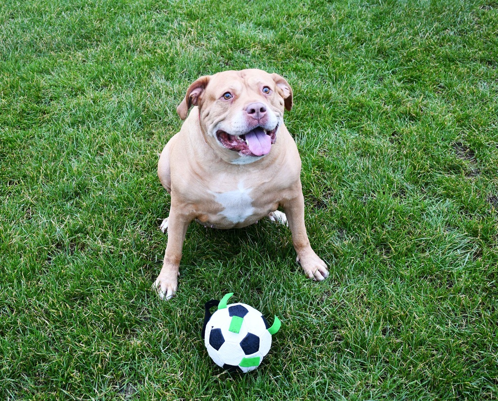 Gioco Soccer Dog Ball 