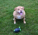 Gioco Rugby Dog Ball