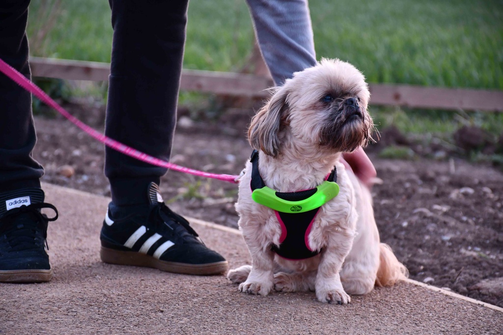 Six Peaks LED Dog Collar Light